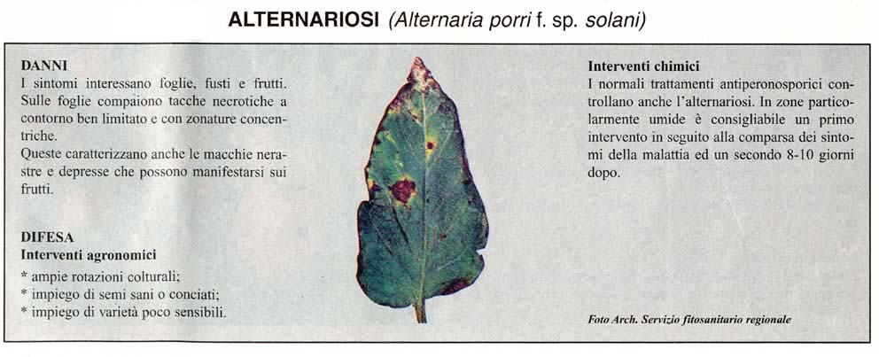 alternariosi
