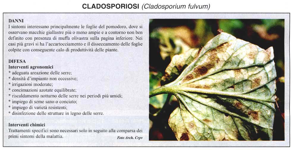 cladosporiosi