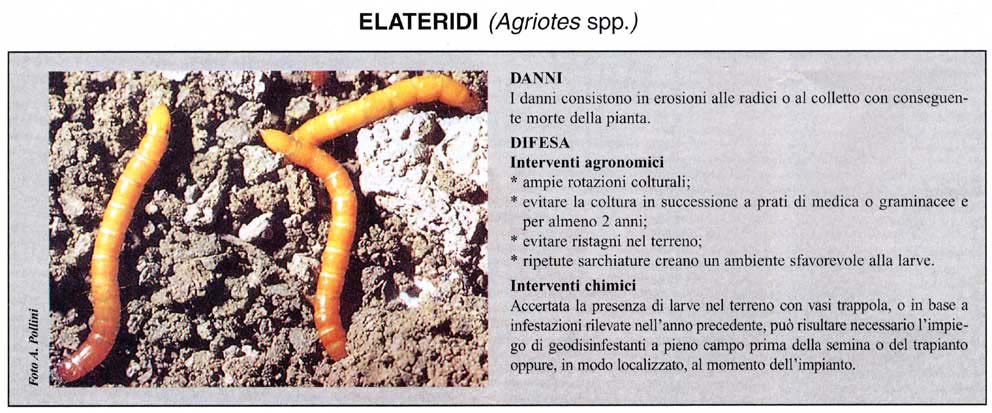 elateridi