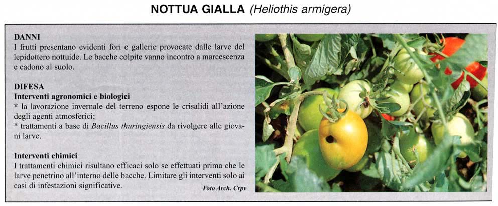 nottuagialla