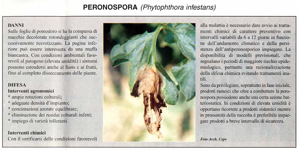 peronospora