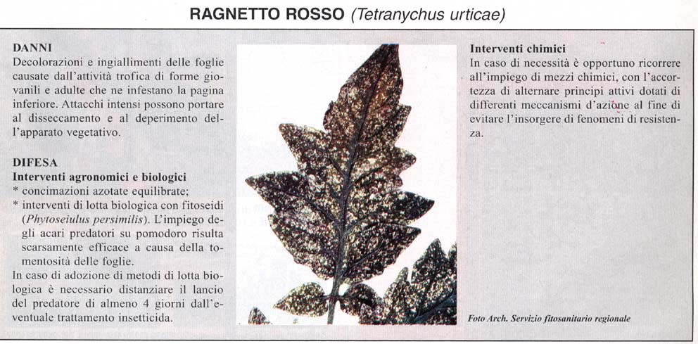ragnorosso