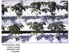 idro8