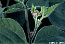 fiore