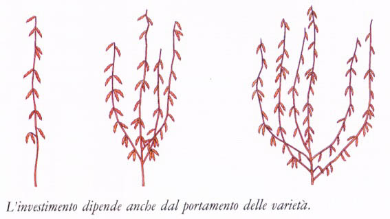 portamento