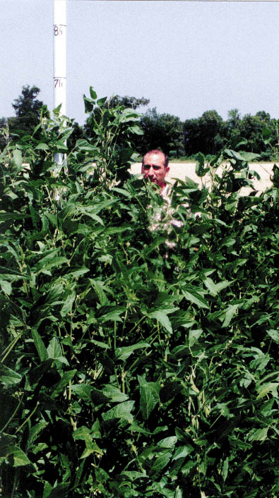soybean