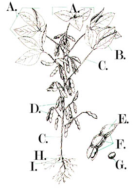 soybean3