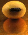 soybeanseed