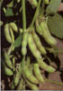 baccelli
