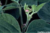 fiore