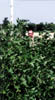 soybean