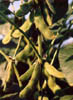 soybean2