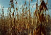 soybean_field