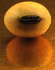 soybeanseed