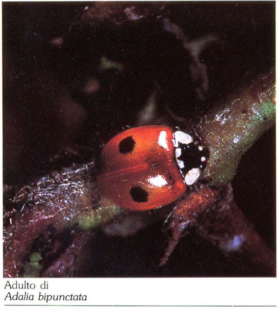 Adalia