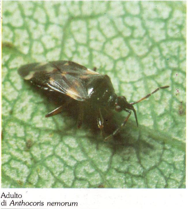 Anthocoris1