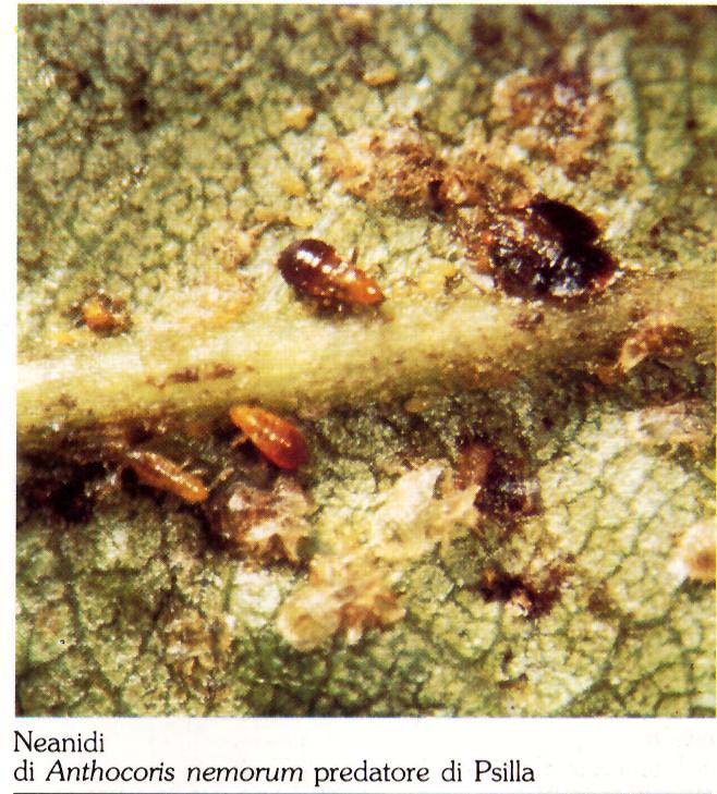 Anthocoris2