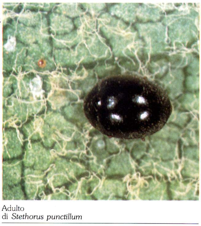 Stethorus1