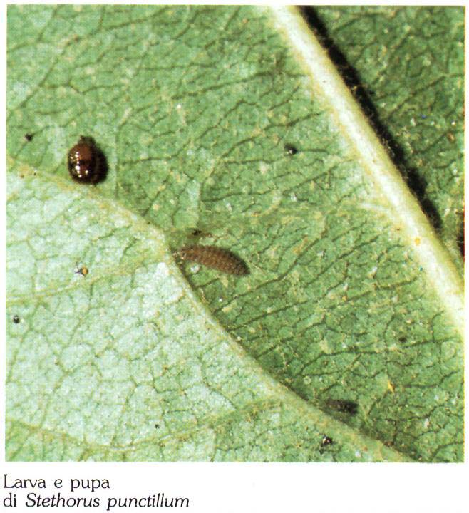 Stethorus2