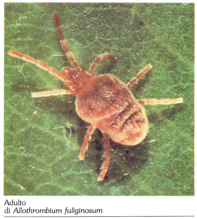 allothrombium