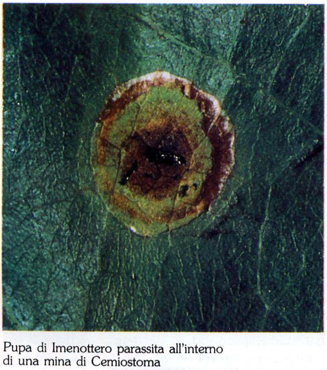 imenotteri3