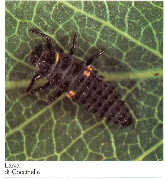 larvacocci