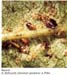Anthocoris2