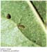 Stethorus2