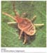 allothrombium