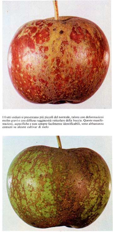 Oidiofrutti