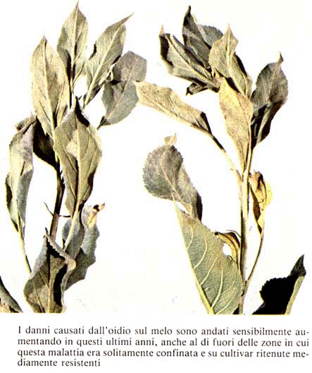 oidio1