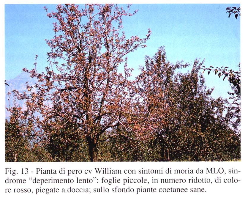deplento