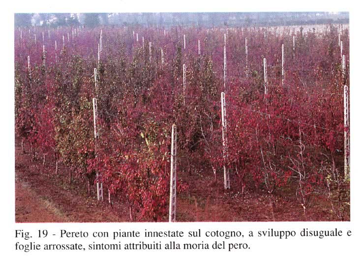 peretorosso