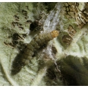 capua1