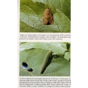 capua3