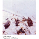 euliae