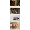cossus