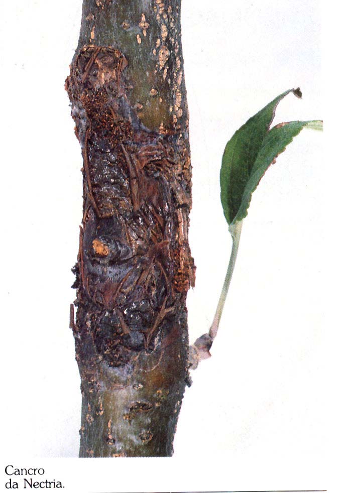 Nectria