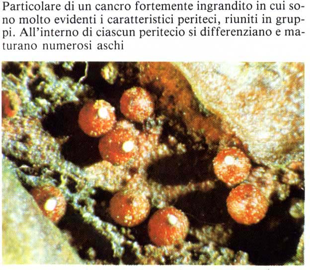 nectria2