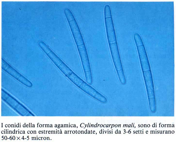 nectria3