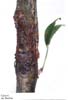 Nectria