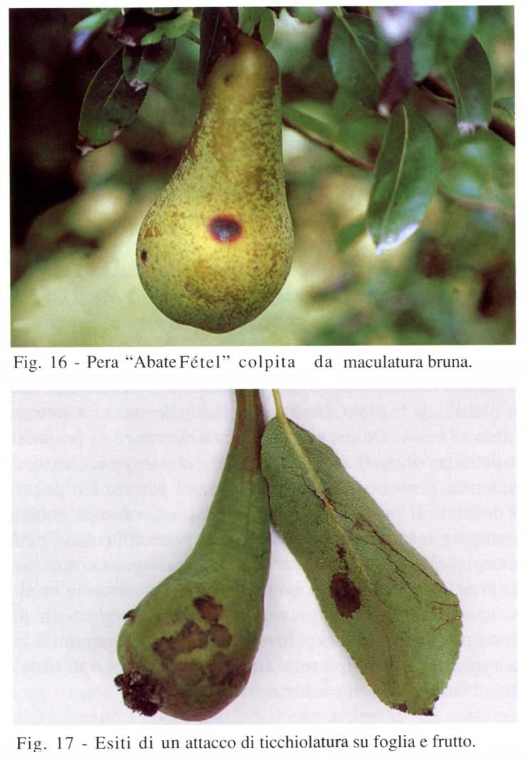 macuticchio