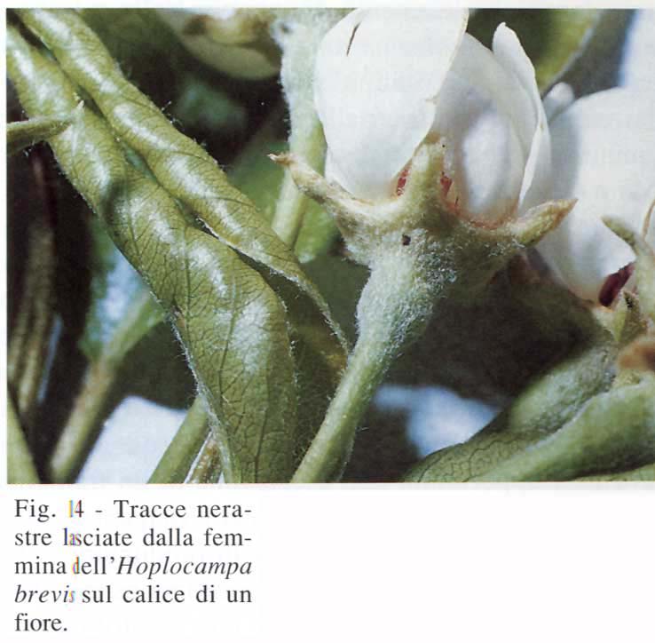 oplocampa1