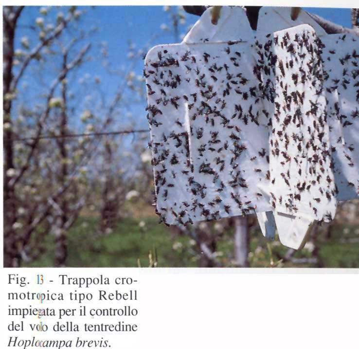 trappola-oplocampa