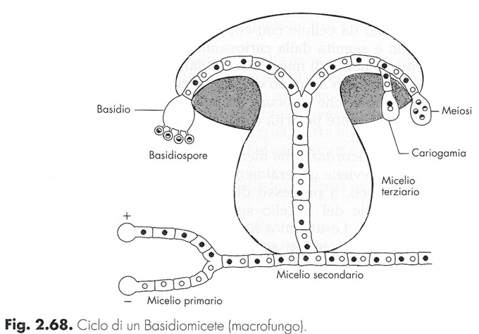 Basidiomicete