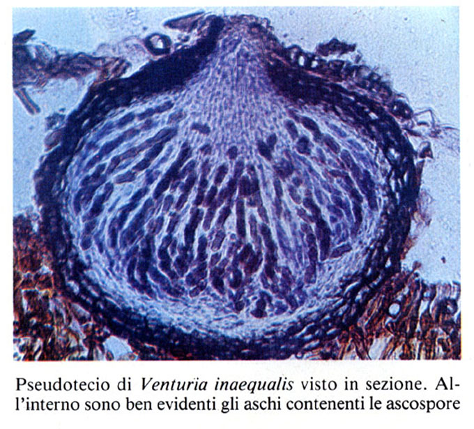 Ticchio5