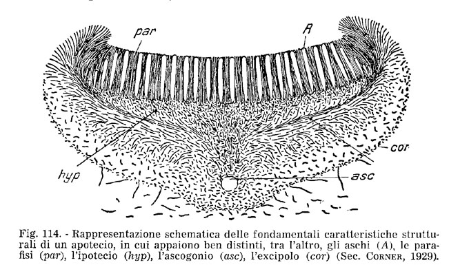 apotecio