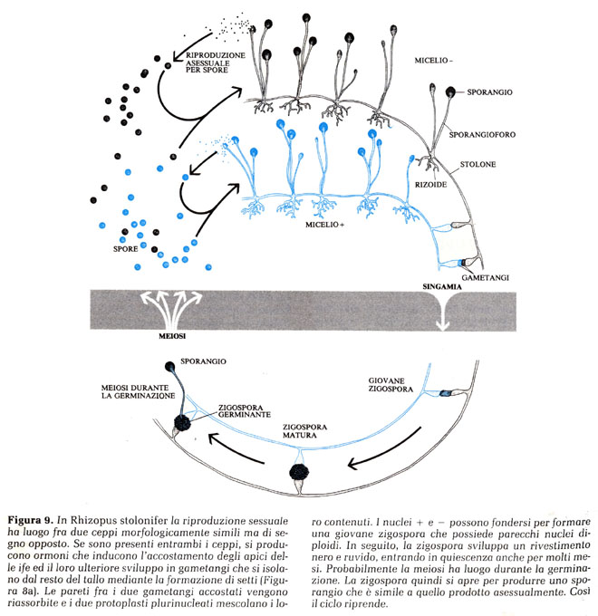 ciclo rhizopus