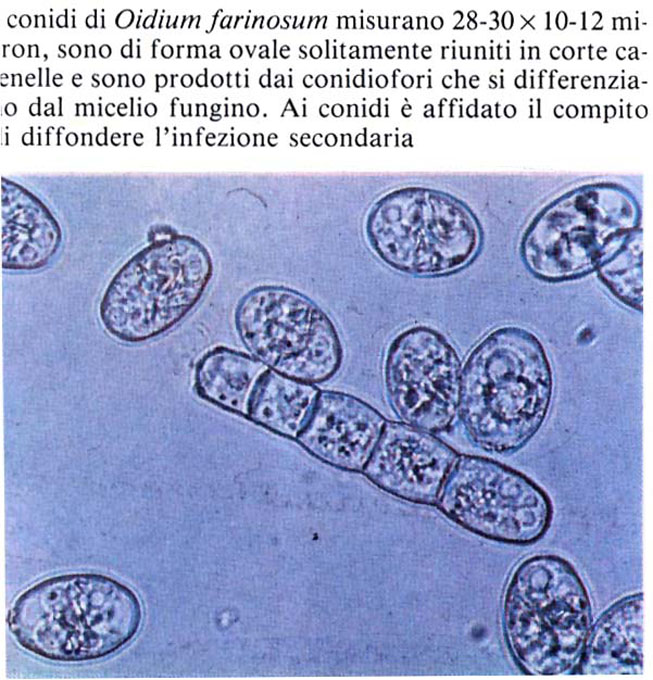 conidioidio