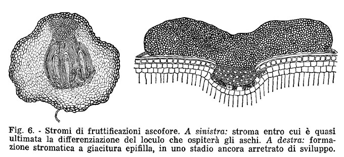 stromi